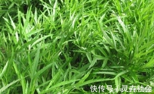 农村|农村曾用来喂猪的野草,今成餐桌上的美食,20多元一斤成稀罕货