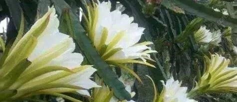 客厅养上“3种花”,大气又美观,关键“旺财又养人”,值得养2盆