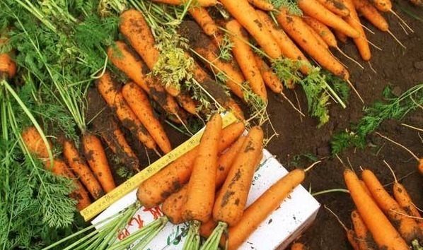 禁忌|胡萝卜多吃身体好,却不知4个禁忌,尤其第三个天天有人做错!