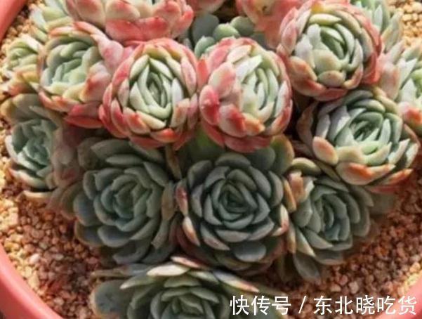 冰梅|冬天怎么养护多肉冰梅容易出状态,掌握3个方法即可