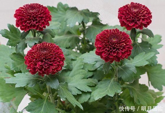 养花只需一种肥料,就可使其叶、根、茎、花快速生长爆盆