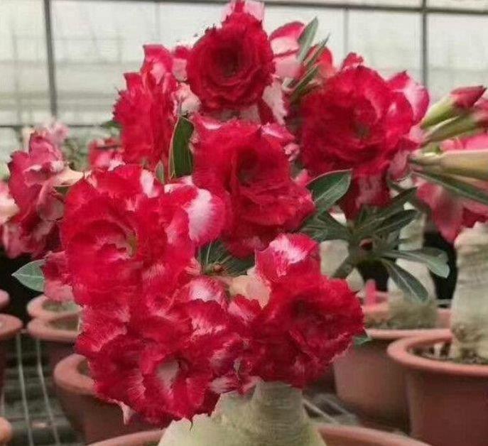 最有仙气的4种花,迷人的花朵,养护简单,开花速度快