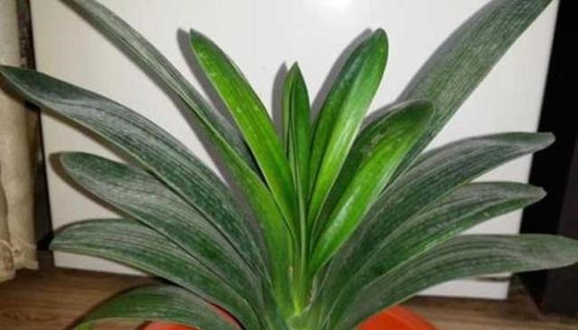厨房一种的养花宝,比柳树皮都易得,效果不比柳树皮差