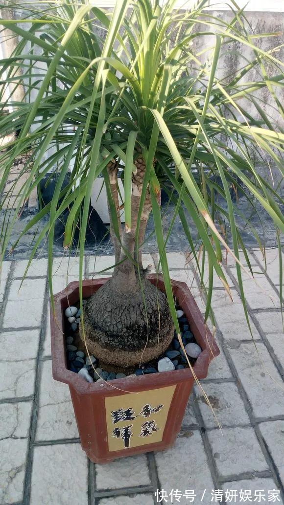 适合客厅养的5种“耐旱花”,30天不浇水也能爆盆,漂亮大气