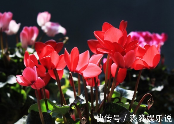 蝴蝶兰|花市买花要注意，这4种再便宜也不能买，娇气又难养