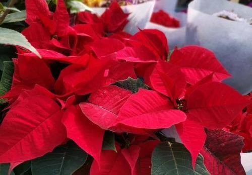 有什么好看的花可以分享吗？