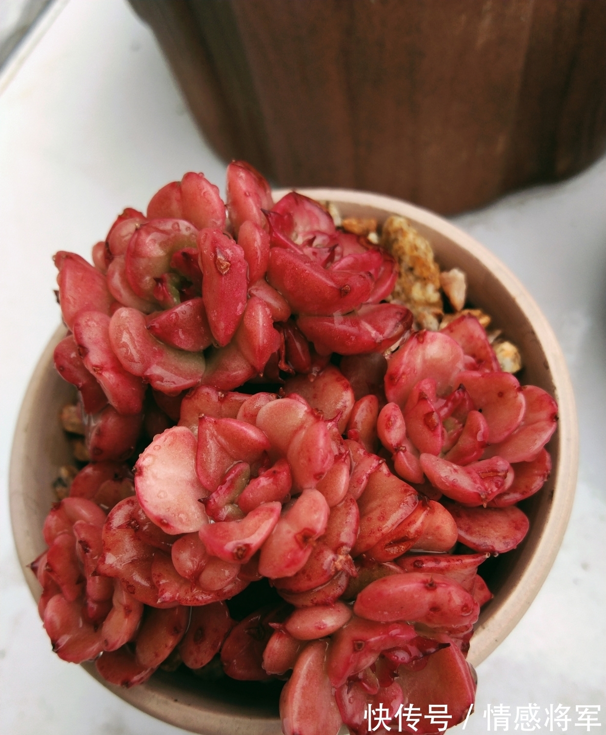 叶片|多肉红宝石,秀妍,沙罗姬牡丹,蜡牡丹等如何快速出状态