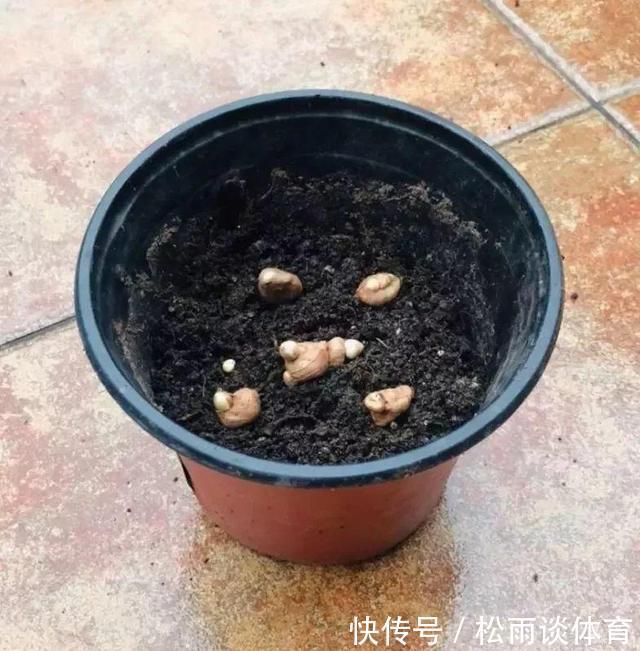 冬天养盆“香水花”,比大蒜还好养,十个颜色轮流开,满屋香水味