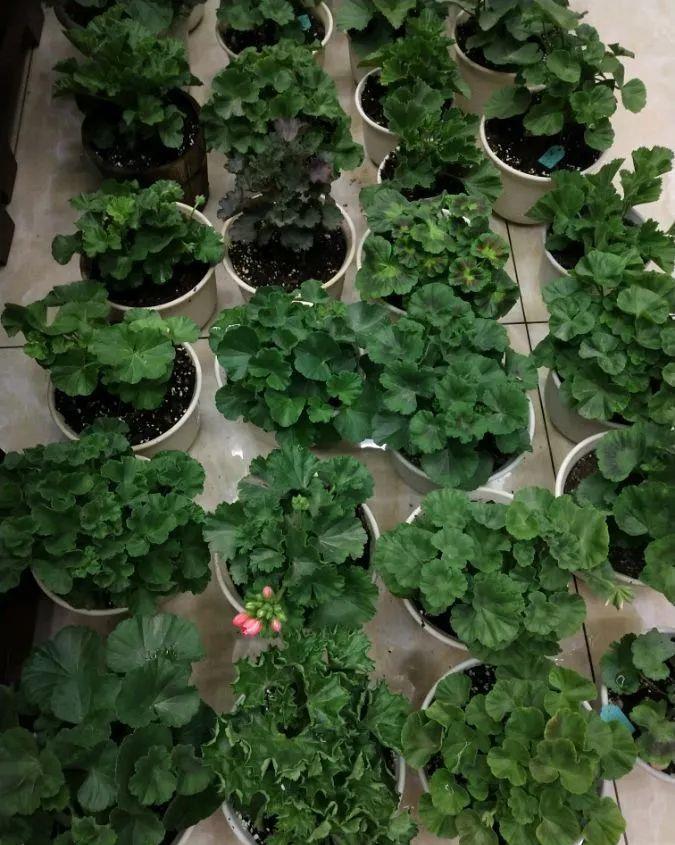 养花技巧:大冬天,她家的小院开满200盆花,全家人过年围着看!