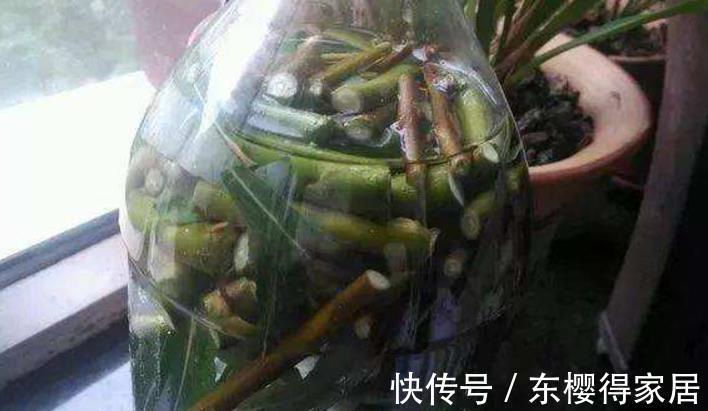 花友们|柳树全身是宝，取些枝条自制生根水，养花人轻松省下买肥钱