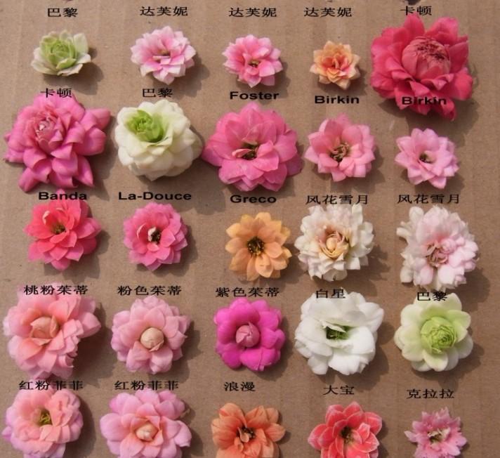 四种皮实花,观赏价值高,还寓意吉祥,能净化空气,值得拥有