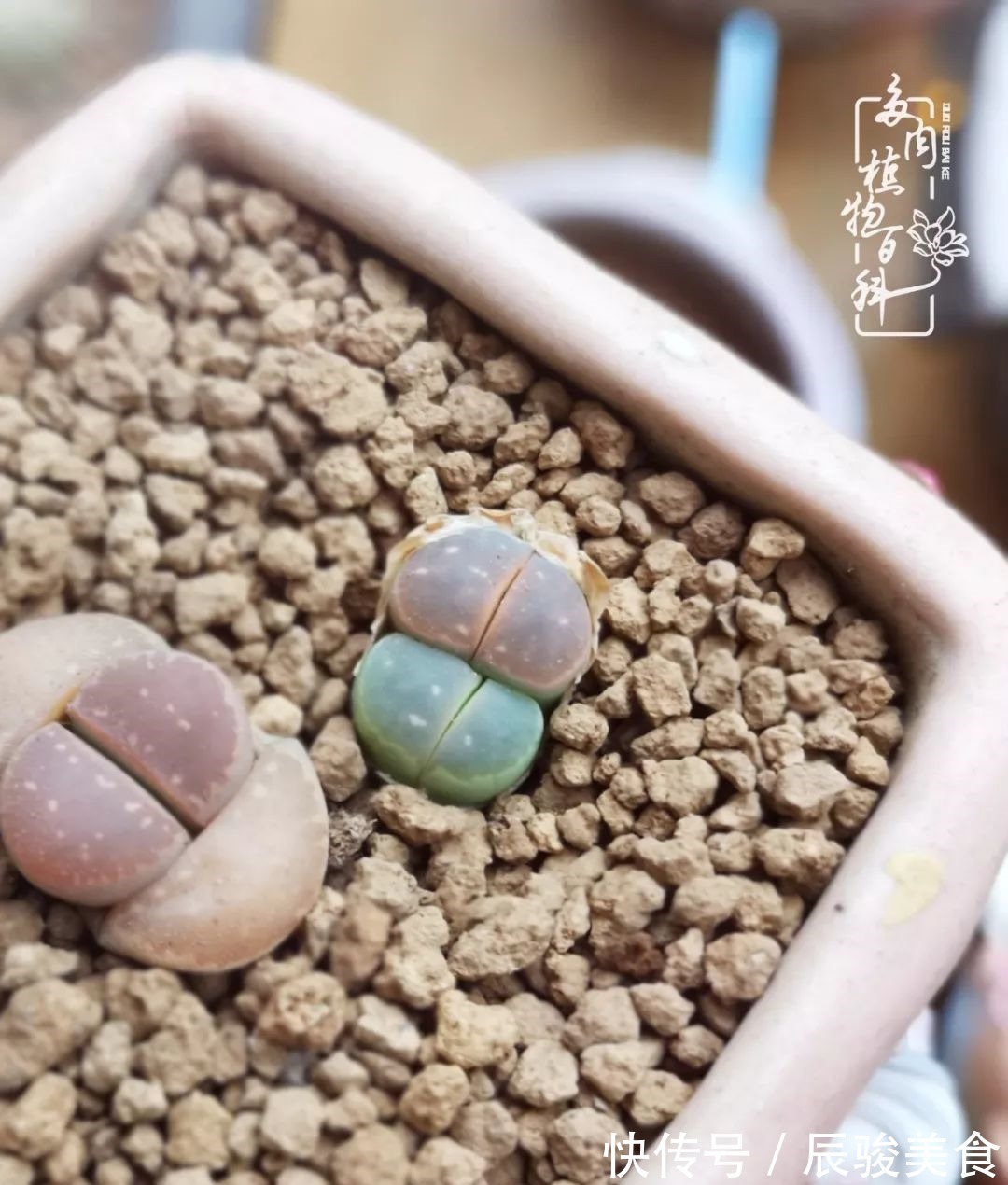 蓝苹果|经历一个夏天的摧残,方知皮实好养的多肉才是真爱!