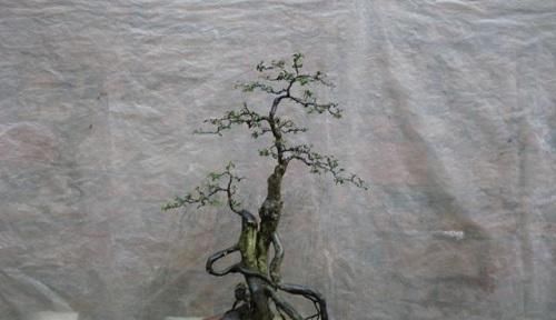 李大爷喜欢上山找树桩，样子奇形怪状也能变身，最后变成大气盆景