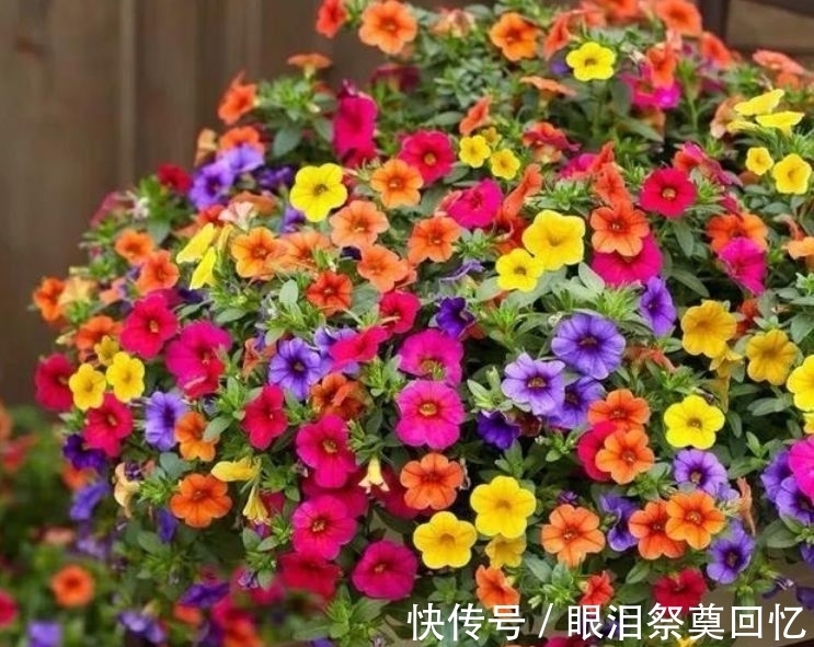 铁线莲养护铁线莲|这些花放阳台,漂亮又好养,晒晒就爆盆,花开繁盛惹人爱,美爆了