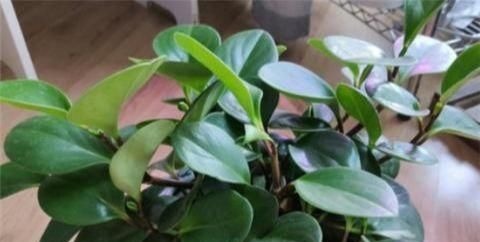 别养绿萝了，2种花超耐阴，采光不好也能长得好，叶子浓绿盆盆爆