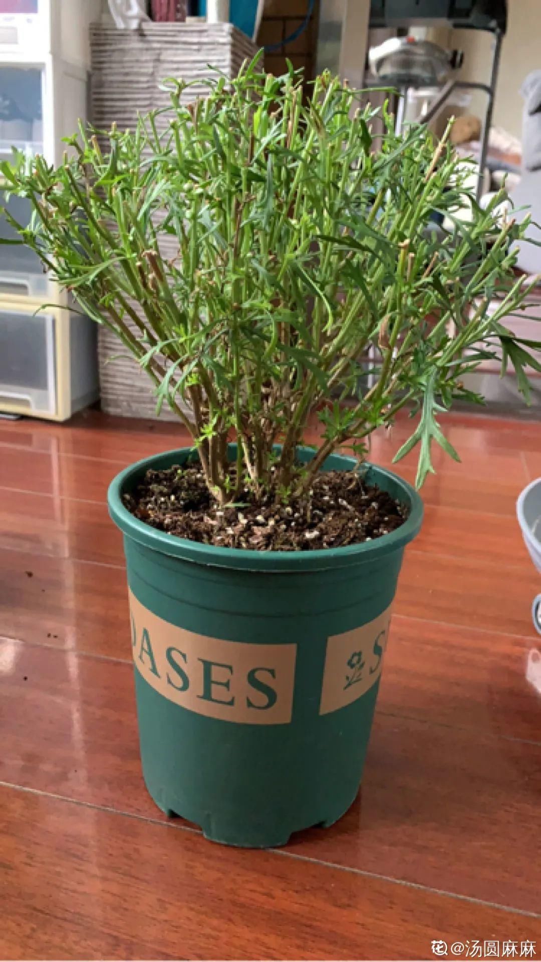 浇水|警惕秋老虎，别让你的花，度过夏天，却死在秋天