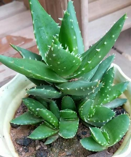 年轻人养花讲究实用,当首选芦荟,盆栽注意4点越养越上瘾