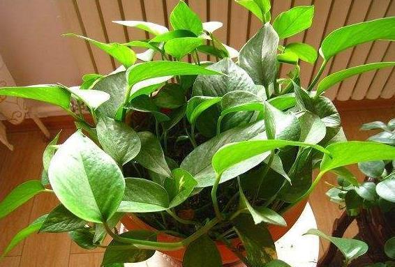 绿萝喜欢“1种肥”，土里“挖个洞”，埋一点下去，叶片四季常绿