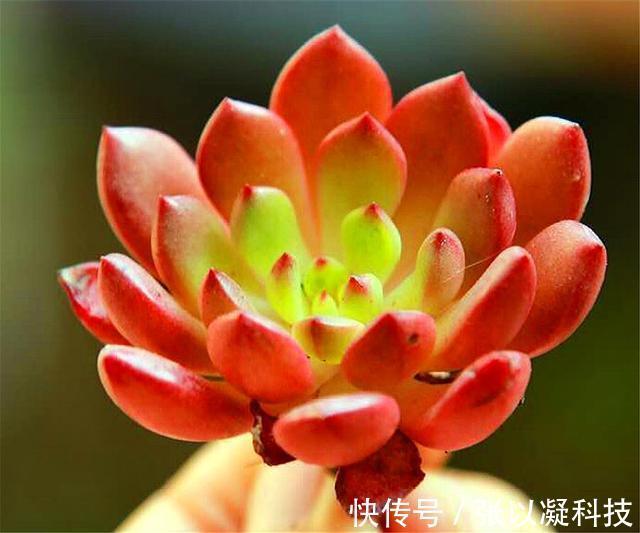 朋友养多肉年年挂一半，只用了1招，饱满水灵，度夏越冬超简单