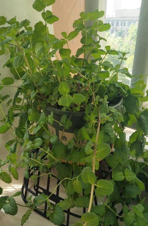 把薄荷养到枝叶繁茂爆盆，从“3点”做起，三个月后大变样