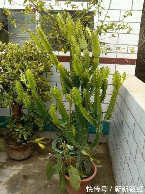 旺财|6种花镇宅旺财，净空气促健康，养过的都说“值得”！