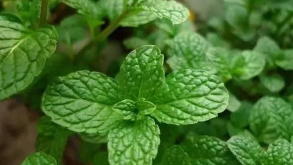  香椿|蒲公英、香椿、榆树钱、白蒿，一种野菜就能治一种病，了解一下