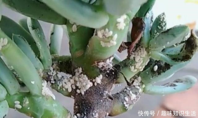 多肉长了蚧壳虫怎么办用上3招,快速杀灭蚧壳虫!