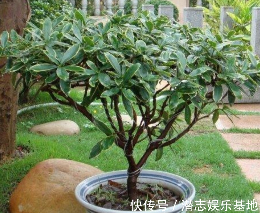 君子兰|你知道吗？夏天6种花要“休眠”，浇水多了就烂根