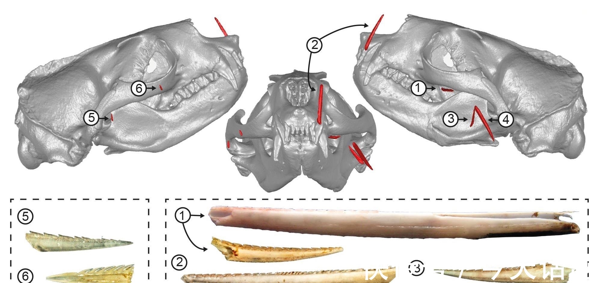 骨鲠在喉的海狗,到死也没想明白,小小的