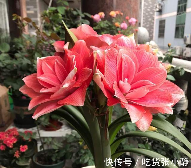 5种漂亮花,天冷多晒晒,越晒长得越健壮,花开得又多又大