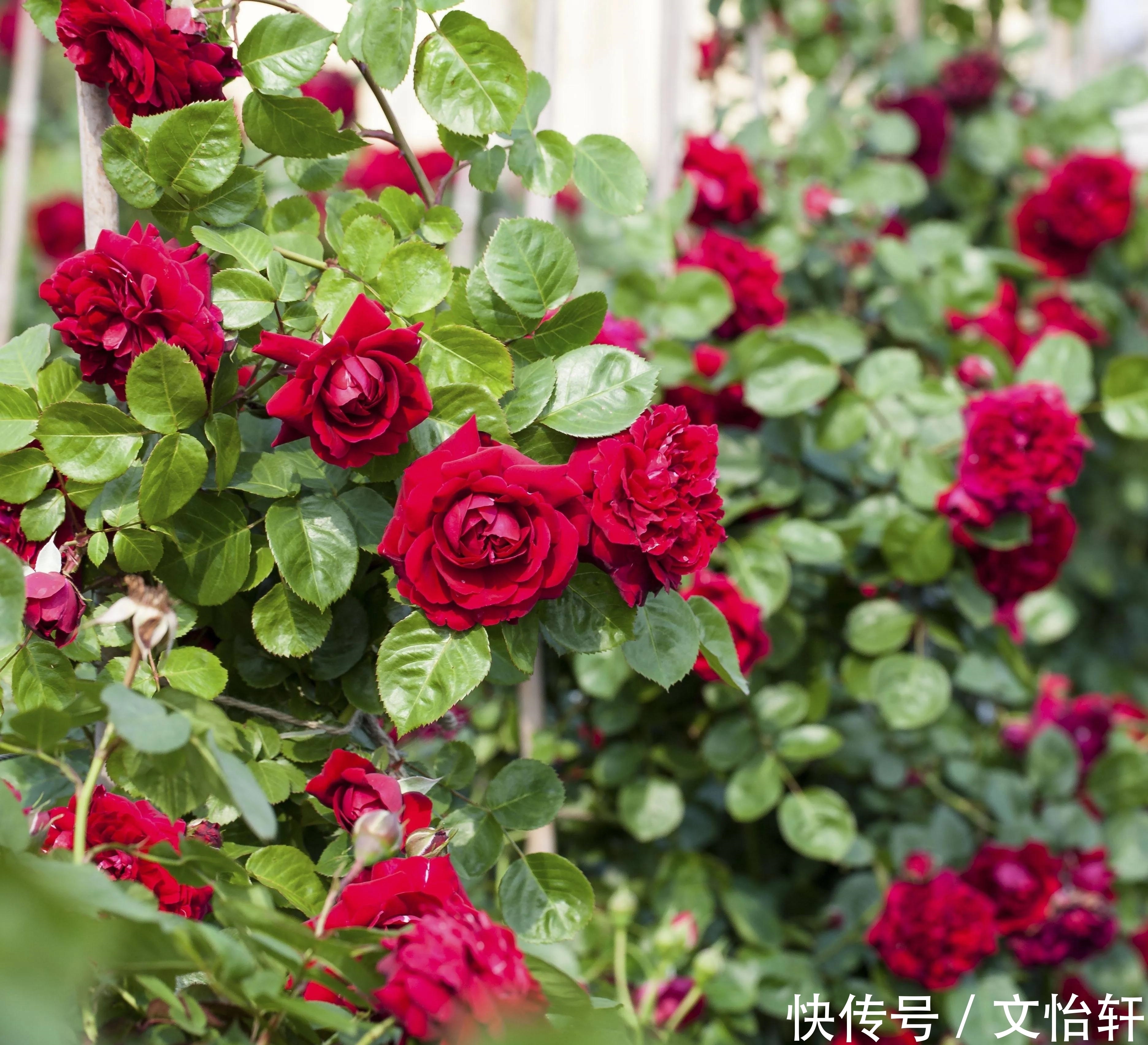 品种|100个月季品种,千姿百态,每个都很漂亮,图名并茂,值得收藏