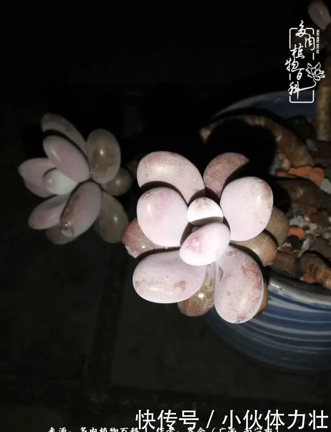 锦晃星|时光不再，人心在，多肉在！