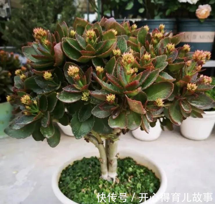 冬天|长寿花有4喜和3怕,冬天养护尤其要注意