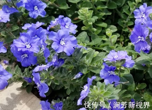 花朵|这些菊花种在家里贼好看,一盆千百多,开花开不停,花朵绚丽多彩
