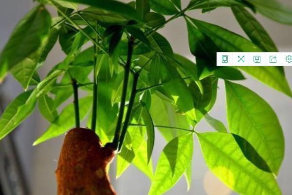 天气暖和了,你家的发财树该剃头了吧,一定要做好三件事