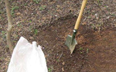 叶土|养花不用买土,自己就能做,保水又透气