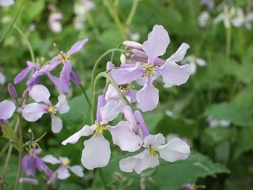 诸葛菜（二月兰）——紫色花海醉美绽放，赏花识花二不误