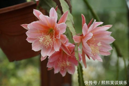 此款仙人掌,比绿萝好养,比荷花好看,简单易成活,花开硕大