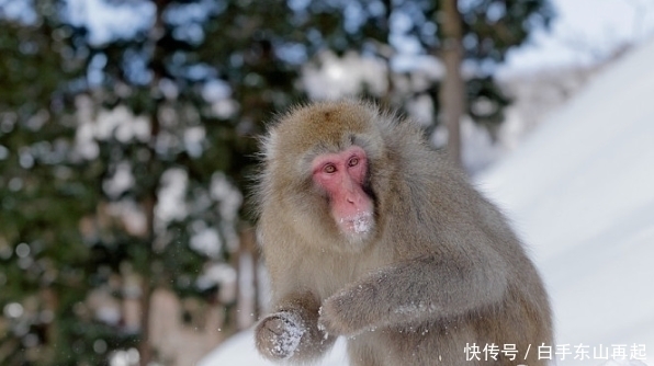 生肖|生肖猴：一定要重视2个人，一个让你事业有成，一个陪你白头到老