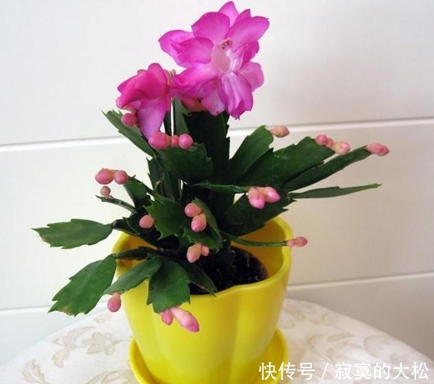 花草植物|冬季盆栽养花种草,多注意这3要素,离“封神”就不远了