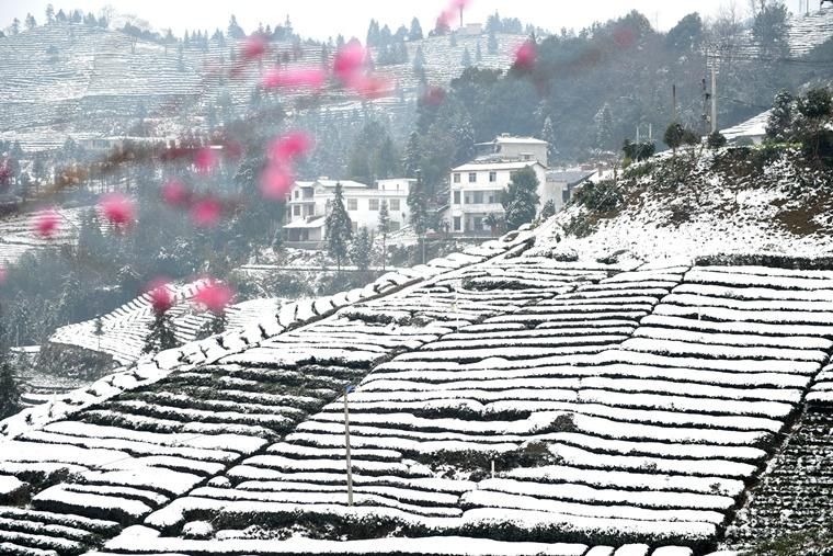 侗乡茶园雪景美