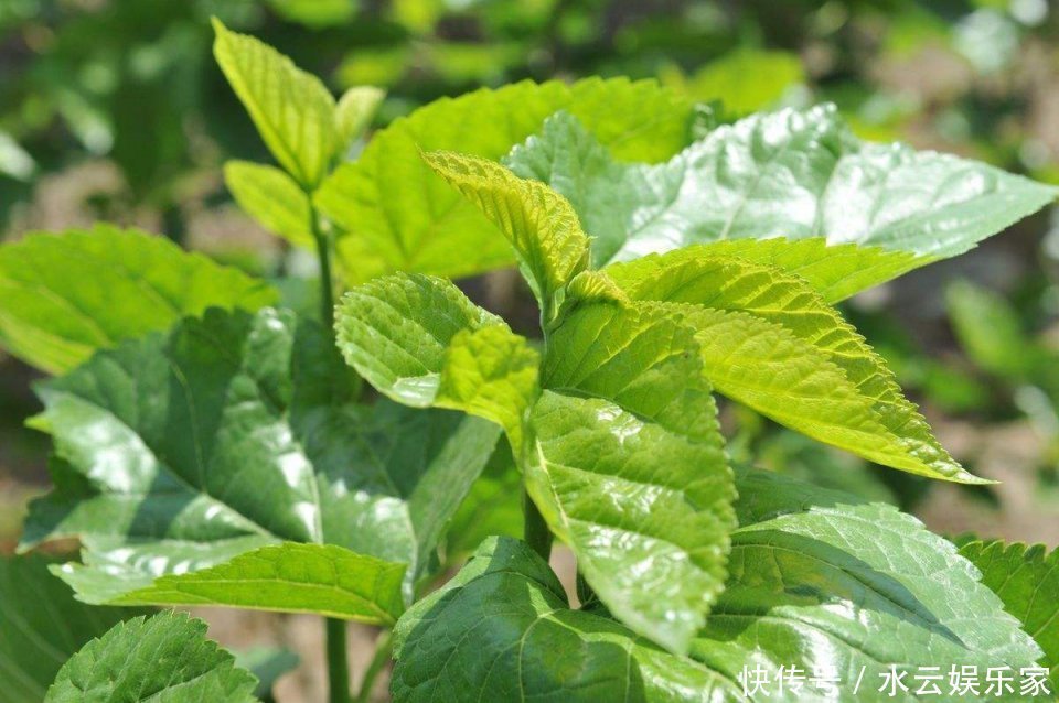 桑叶能用好，一定是个宝，一片桑叶，8种病症都能治！