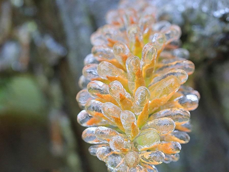 玉树琼花|宁德寿宁：冰羽晶莹 玉树琼花