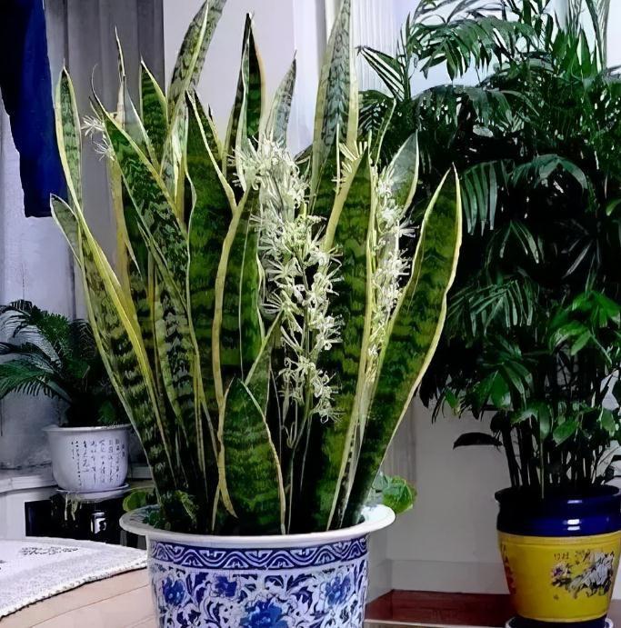 虎皮兰天冷不好养?错了,把控好这4点,谁都能养得爆盆