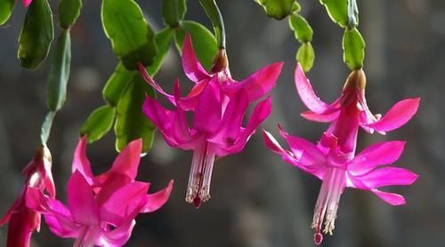  颜值|超惊艳的4种花，四季都开花，颜值超高的，种植很容易