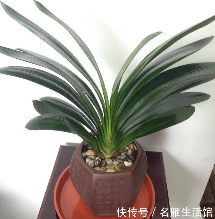 君子兰还不开花,怎么办?用1招,顺利长出14片叶,植株健壮