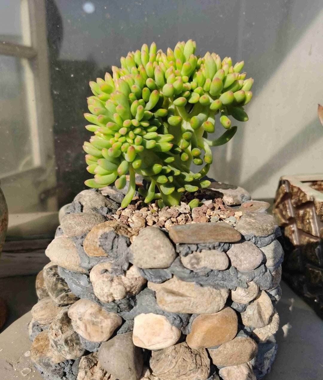 扔掉家里这些垃圾,就是扔钱,拿来养花特好用