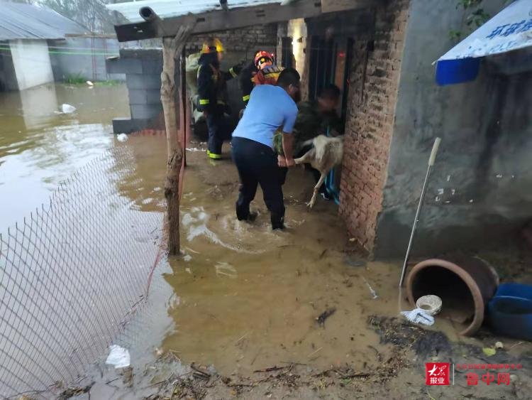 救助|桓台县公安局田庄派出所冒雨救助 成功转移被困羊群