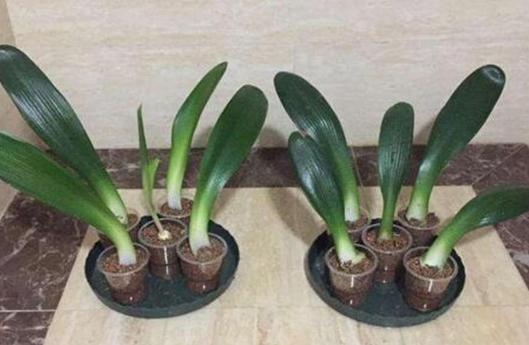 扦插|冬季扦插这4样花卉植物，成活率更高，来年开春就芽满枝