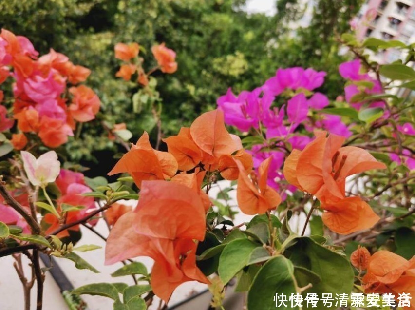 根系|三角梅只长叶子不开花,赶紧剪一刀、虐一虐,花呼呼全开!